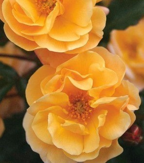 Rose Flower Carpet Amber 3 Litre