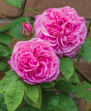 Rose Gertrude Jekyll 6 Litre