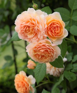 Rose Grace 6 Litre