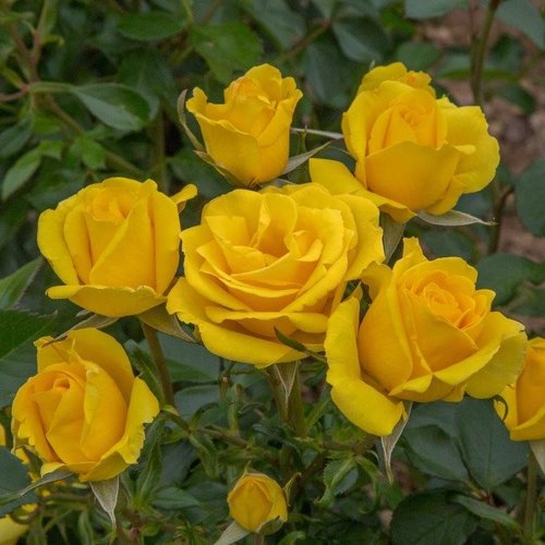 Rose Grandmas Rose Yellow 4.5 Litre