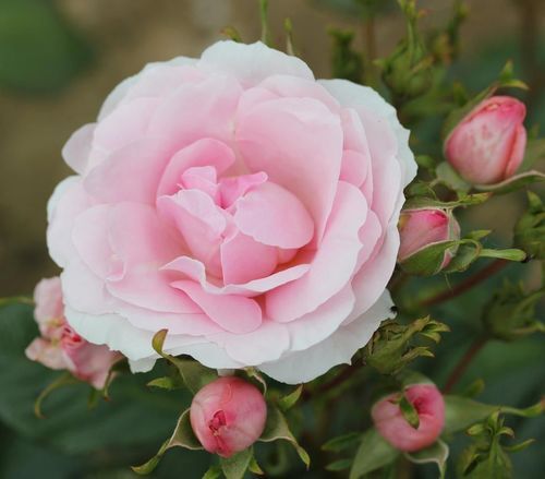 Rose Happy Silver Wedding 3 Litre - Stewarts Garden Centre