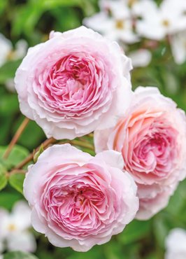 Rose James Galway 6 Litre