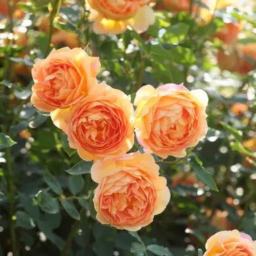 Rose Lady Of Shalott 6 Litre