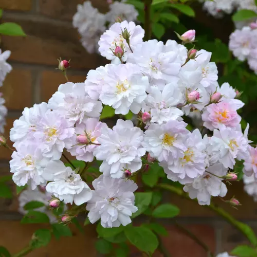 Rose Pauls Himalayan Musk 6 Litre