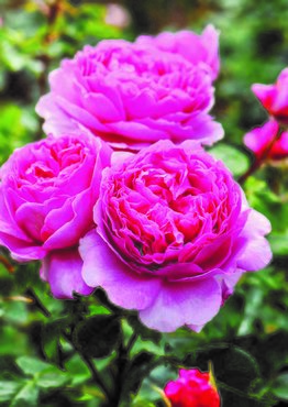 Rose Princess Alexander Of Kent 6 Litre