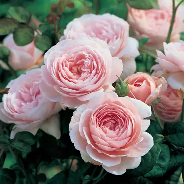 Rose Queen Of Sweden 6 Litre