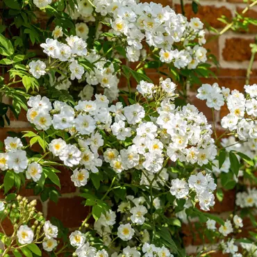 Rose Rambling Rector 6 Litre