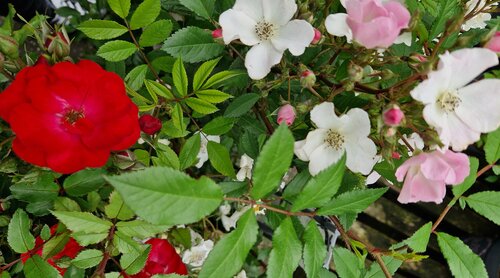 Rose Rosy Boom in Variety 6 Litre