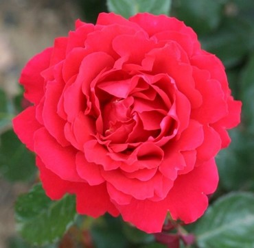 Rose Ruby Anniversary 3 litre