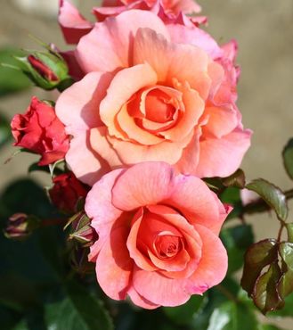 Rose Summer Beauty Standard 7.5 Litre