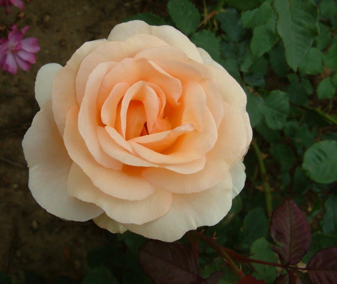 Rose The Churchill Rose 4 Litre Stewarts Garden Centre   Rose The Churchill Rose 4 Litre 1139x958 63b995ec37a7c Src 