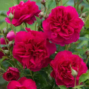 Rose Thomas A' Becket 6 Litre