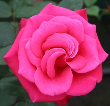 Rose Timeless Charisma 3 Litre