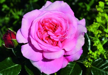 Rose Timeless Pink Standard 7.5 Litre