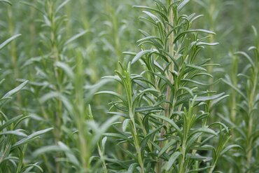 Rosemary Abraxas 2 Litre