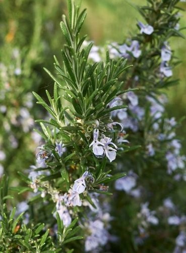 Rosemary Miss Jessops 11cm