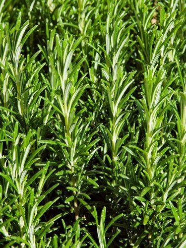 Rosemary officinalis Standard 18cm