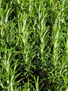 Rosemary officinalis Standard 18cm