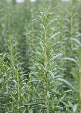 Rosemary Perigord 2 Litre