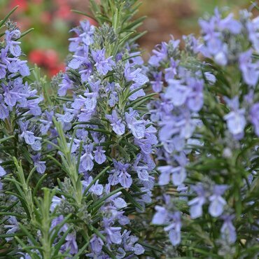 Rosemary Prostratus Roman Beauty 3 Litre