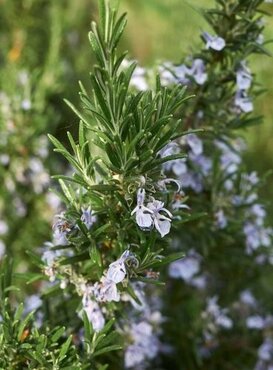 Rosemary Pyramid 3 Litre