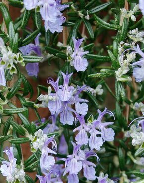 Rosemary Tuscan Blue 3 Litre