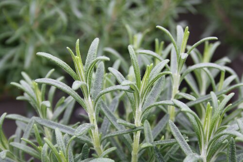 Rosemary Upright Blue 2 Litre