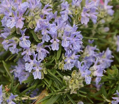 Rosemary Whitewater Silver 3 Litre