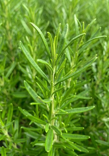 Rosmarinus Officinalis 3 litre