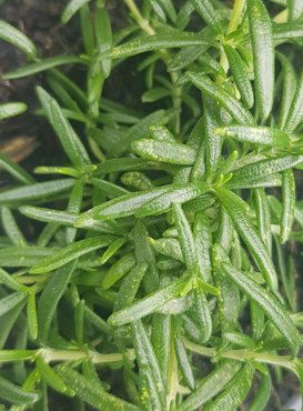 Rosemary Fox Tail 3 litre