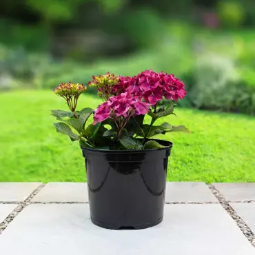 Round Container Pots 7.5L 2Pk UK - image 2