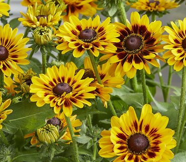 Rudbeckia Giggling SmileyZ 3 Litre