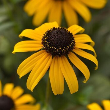 Rudbeckia GoldBlitz 3 Litre