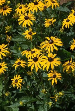 Rudbeckia Goldsturm 3 Litre