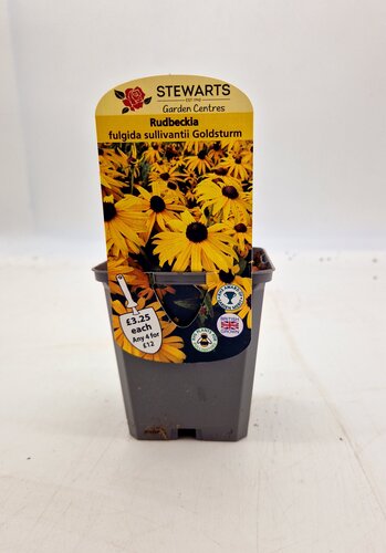 Rudbeckia Goldsturm 9cm