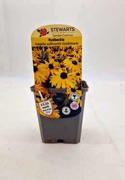 Rudbeckia Goldsturm 9cm