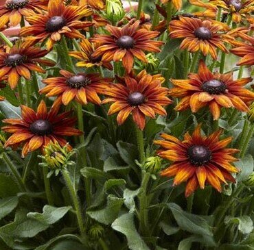 Rudbeckia Happy SmileyZ 3 Litre