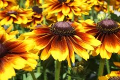 Rudbeckia Kissing SmileyZ 3 Litre