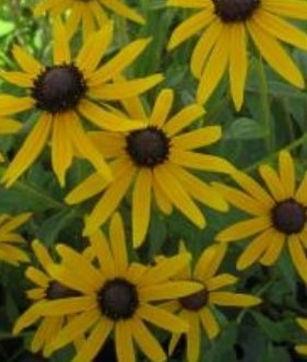 Rudbeckia Little Gold Star 3 litre