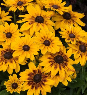 Rudbeckia Sunbeckia Alicia 5 Litre