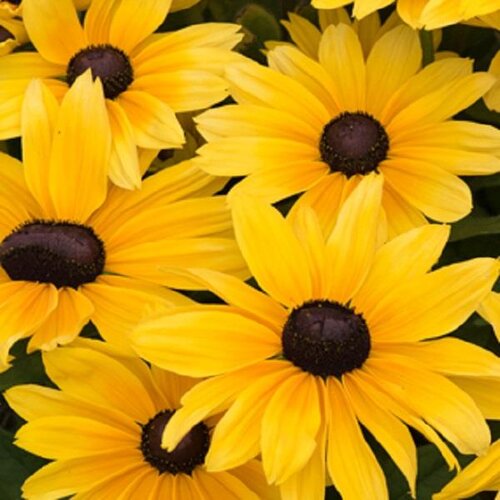 Rudbeckia Sunbeckia Maya 5 Litre