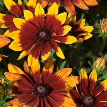 Rudbeckia Sunbeckia Mia 5 Litre