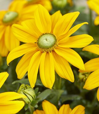 Rudbeckia Sunbeckia Ophelia 5 Litre