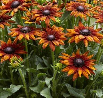 Rudbeckia Sunburst Flame 3 Litre