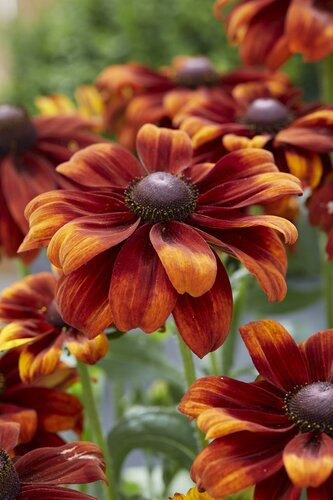 Rudbeckia Sunburst Glow 3 Litre