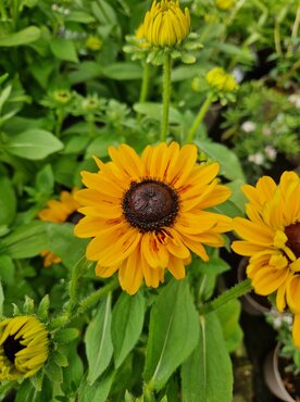 Rudbeckia Sunburst Solar 3 Litre