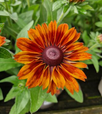 Rudbeckia Sunburst Sunset 3 Litre