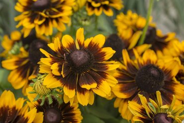 Rudbeckia Tiger Smileyz 5 Litre