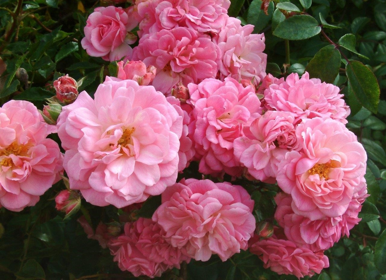 Rural England Climbing Rose 4 litre - Stewarts Garden Centre