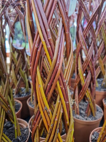 Salix Braided Red 1m 4 Litre